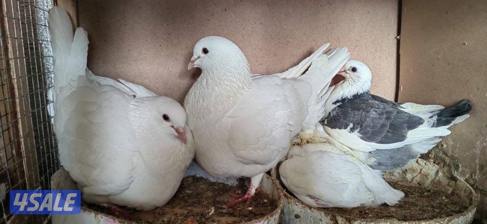 للبيع ازواج لاحم حمام فرنسي الشركه3