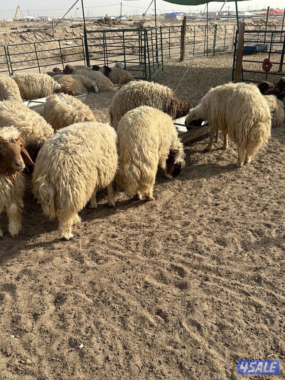 للبيع ذبايح محلي عربي لباني العمر شهرين ونص1