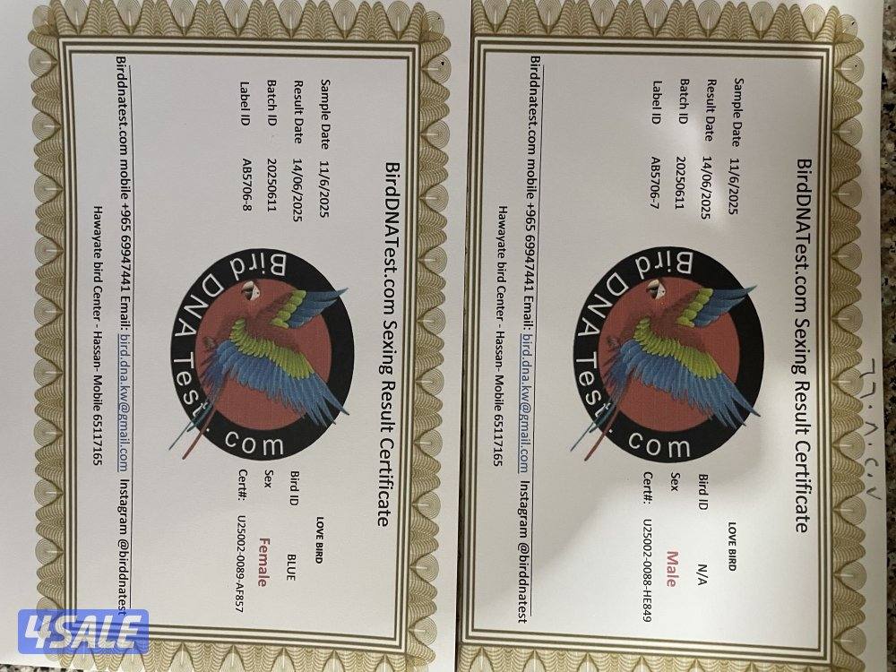 يوز لوف بيرد منتج الوان طيبه مع شهايد5