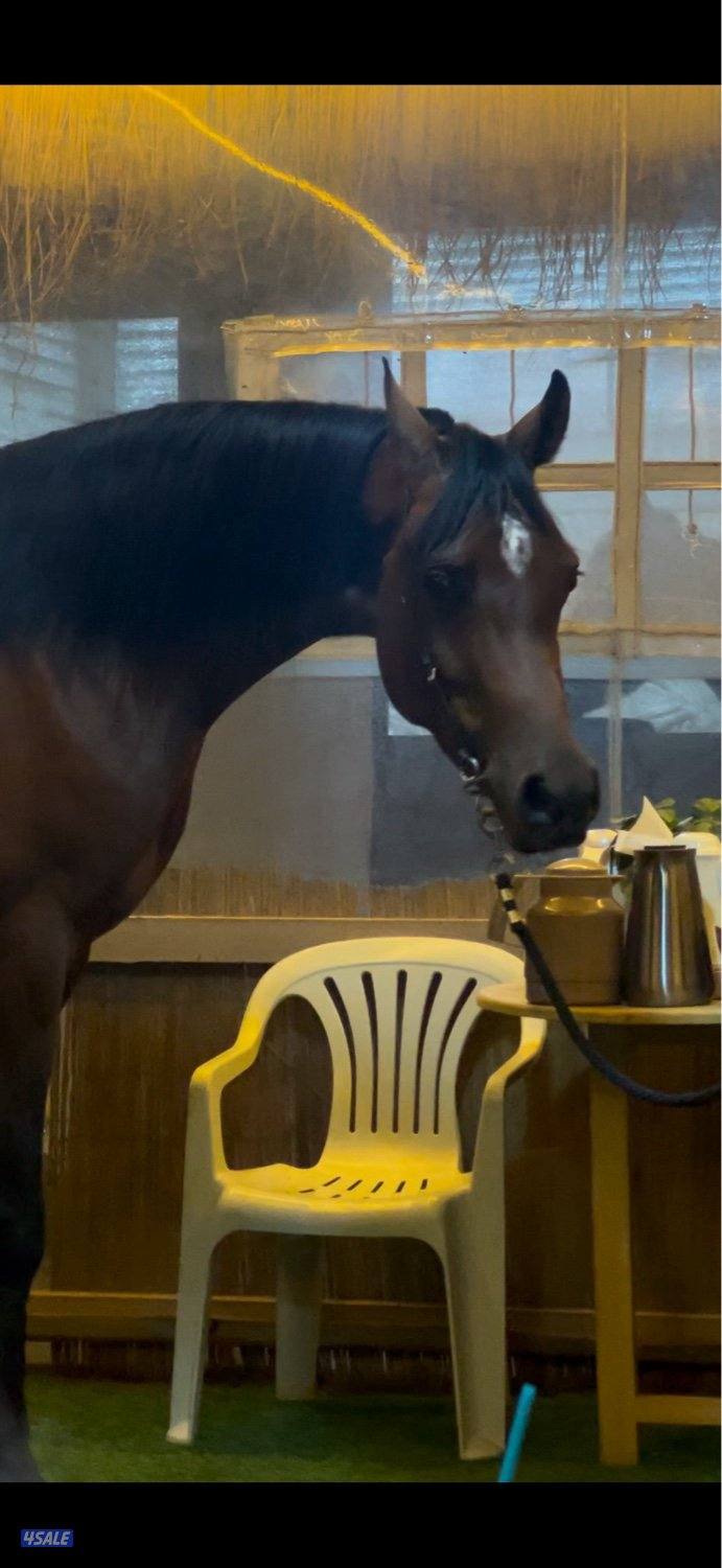 فرس بولش فاخره حفيدة الفونزو1