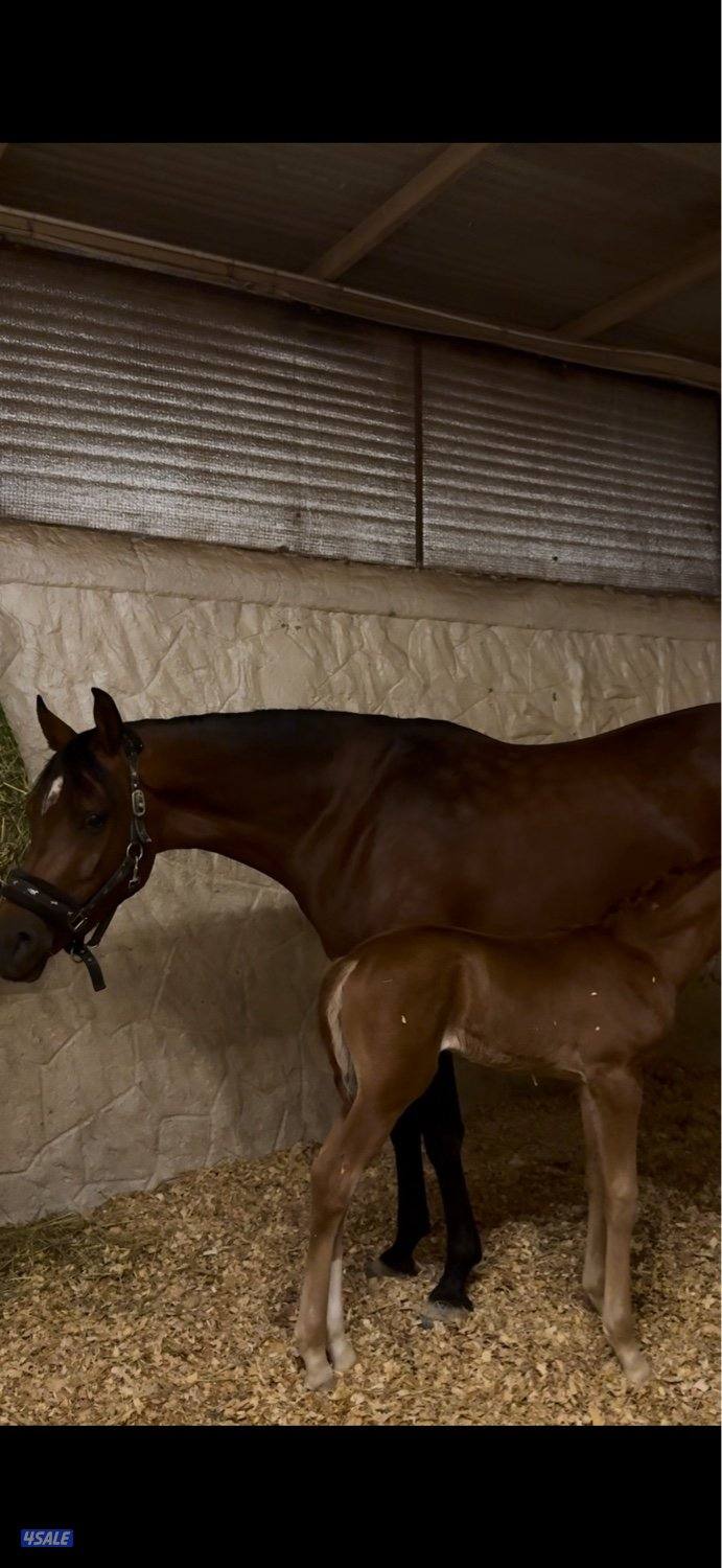 فرس بولش فاخره حفيدة الفونزو2