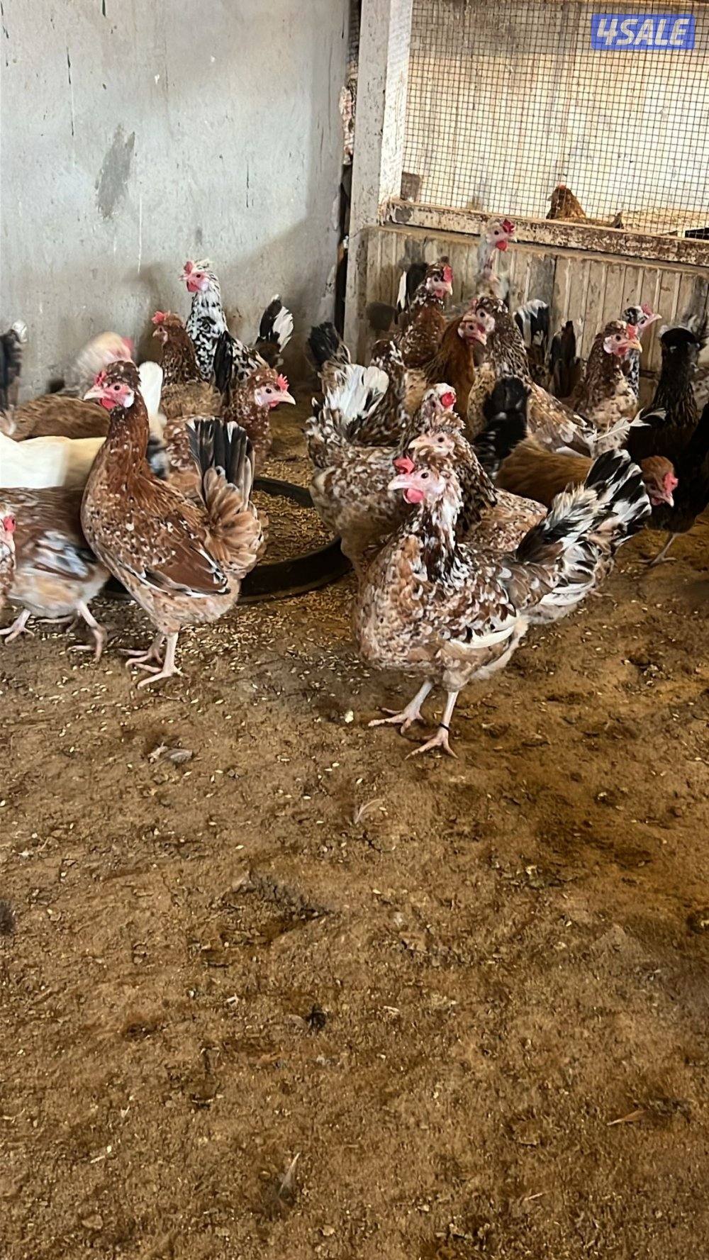 دجاج عربي اصلي وزينه0