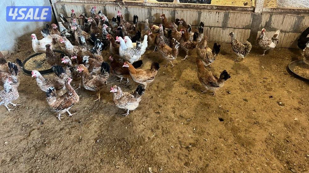 دجاج عربي اصلي وزينه1