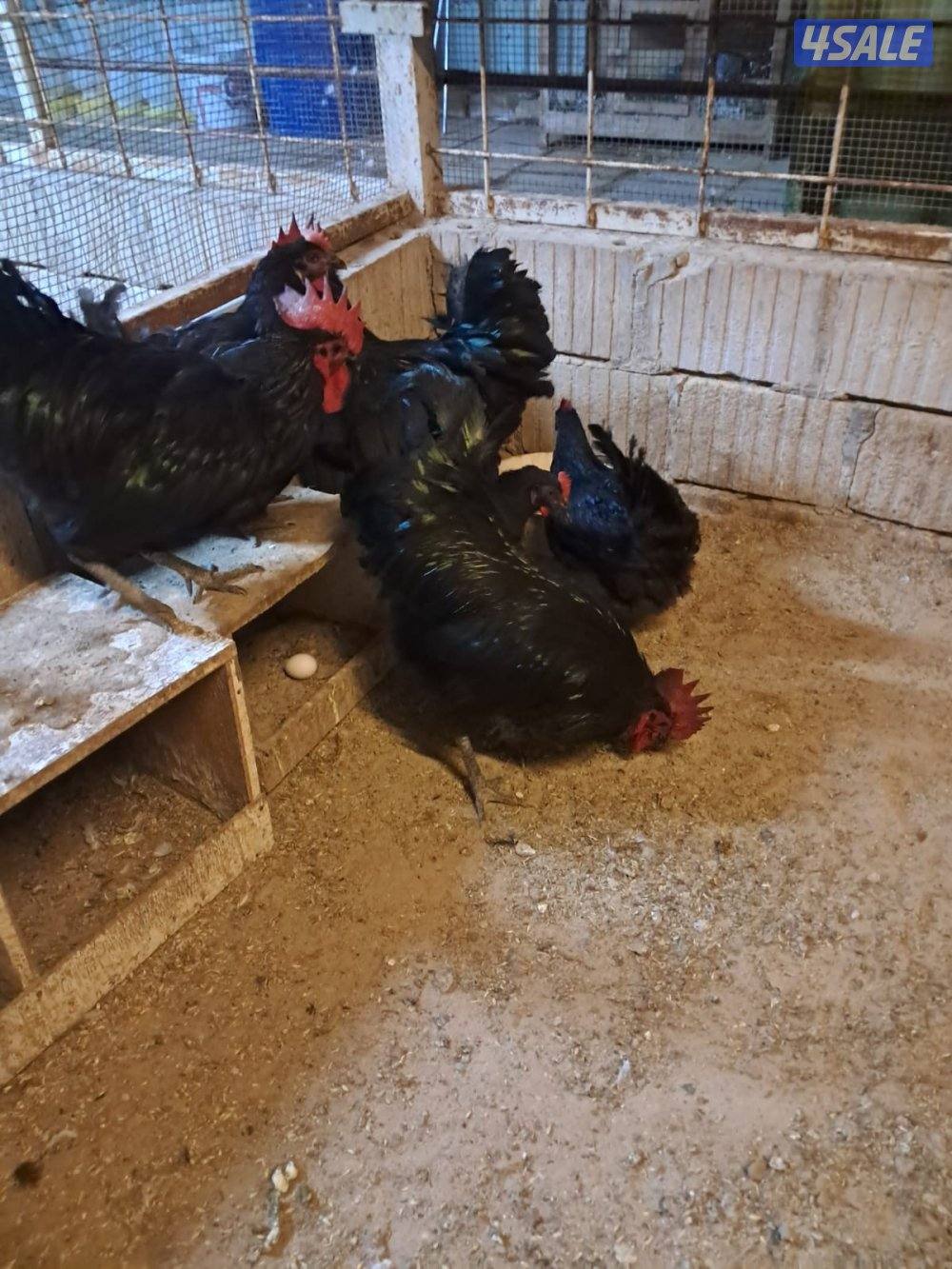 دجاج عربي اصلي وزينه2