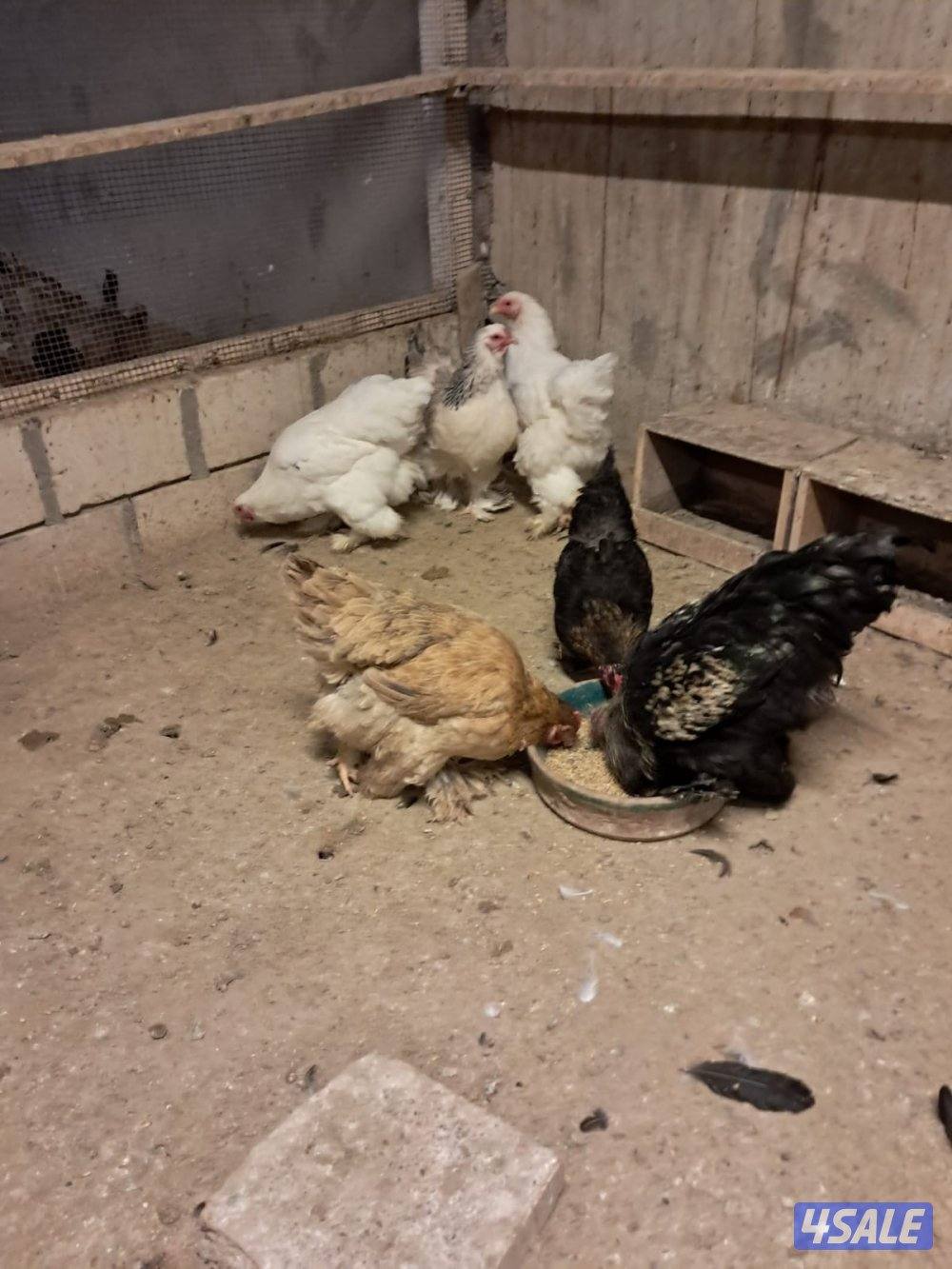 دجاج عربي اصلي وزينه3