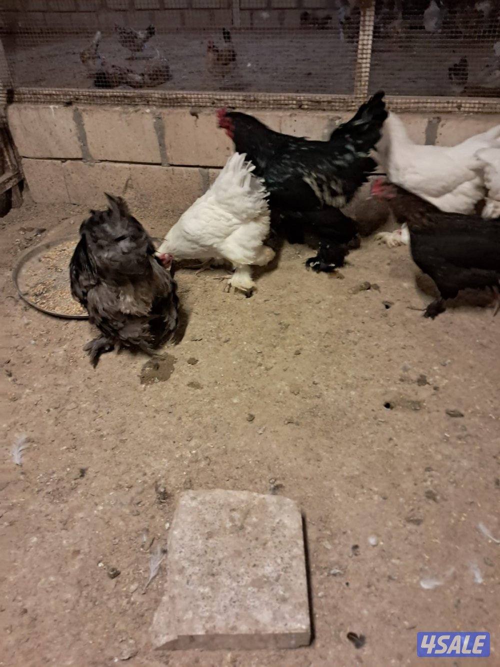 دجاج عربي اصلي وزينه4