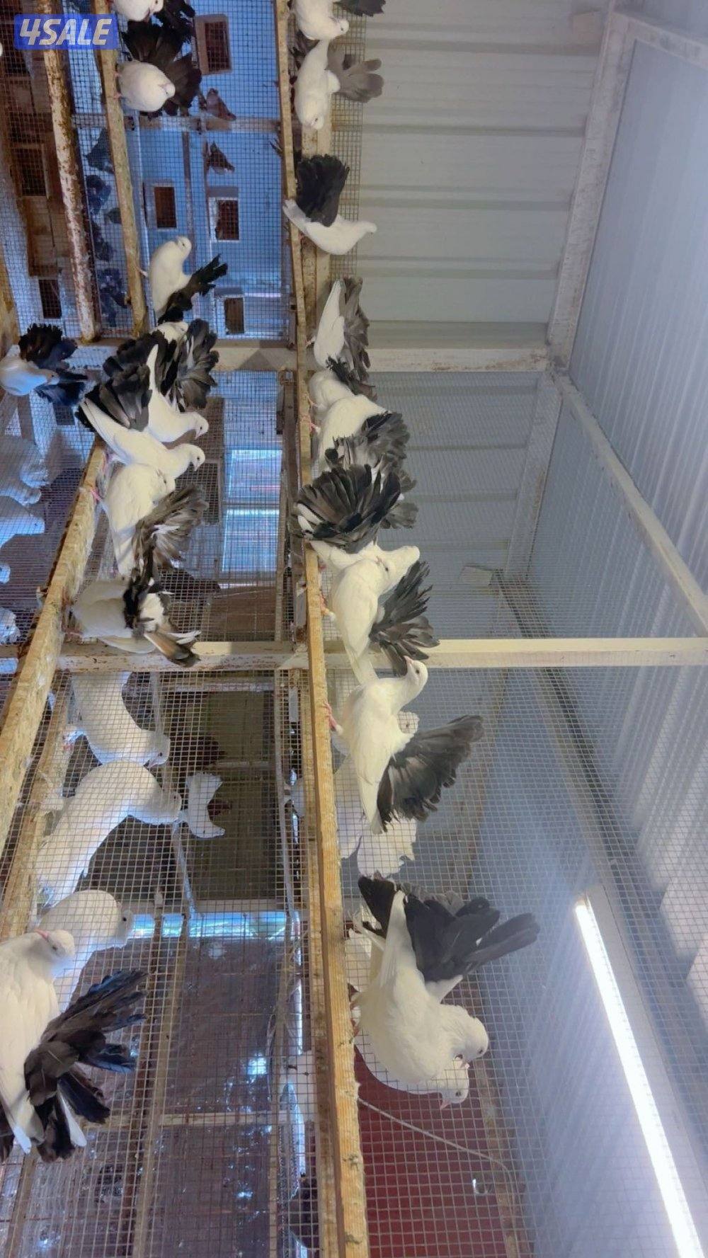 ازواج شماسي عصاص1