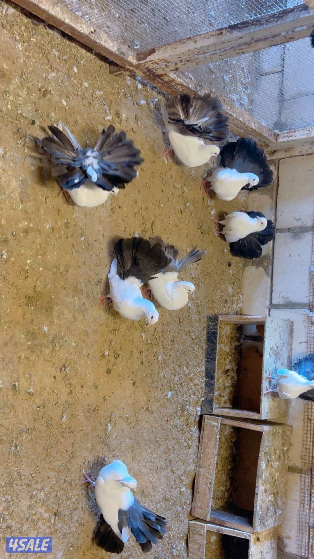 ازواج شماسي عصاص2