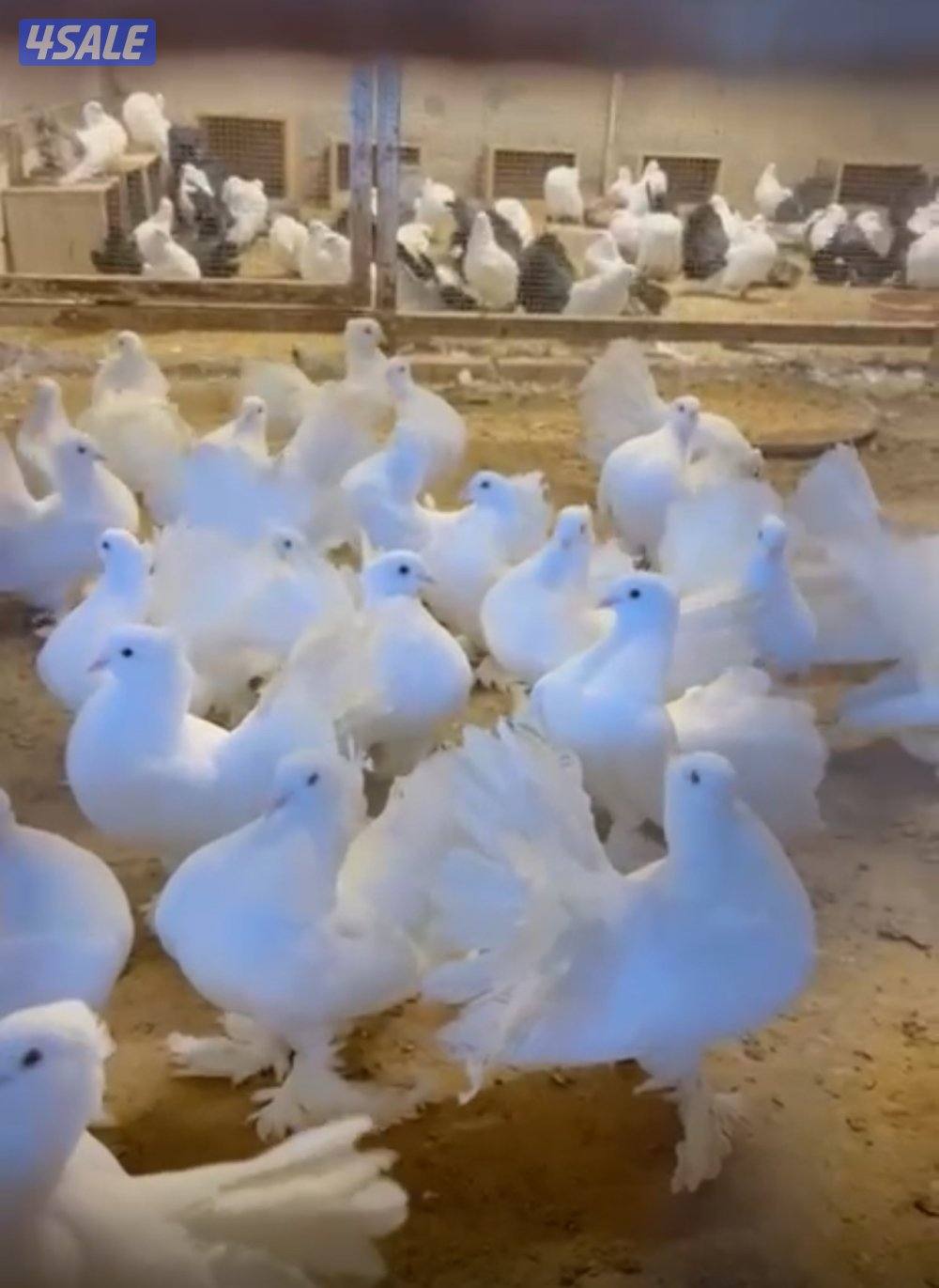 ازواج شماسي باكستاني0