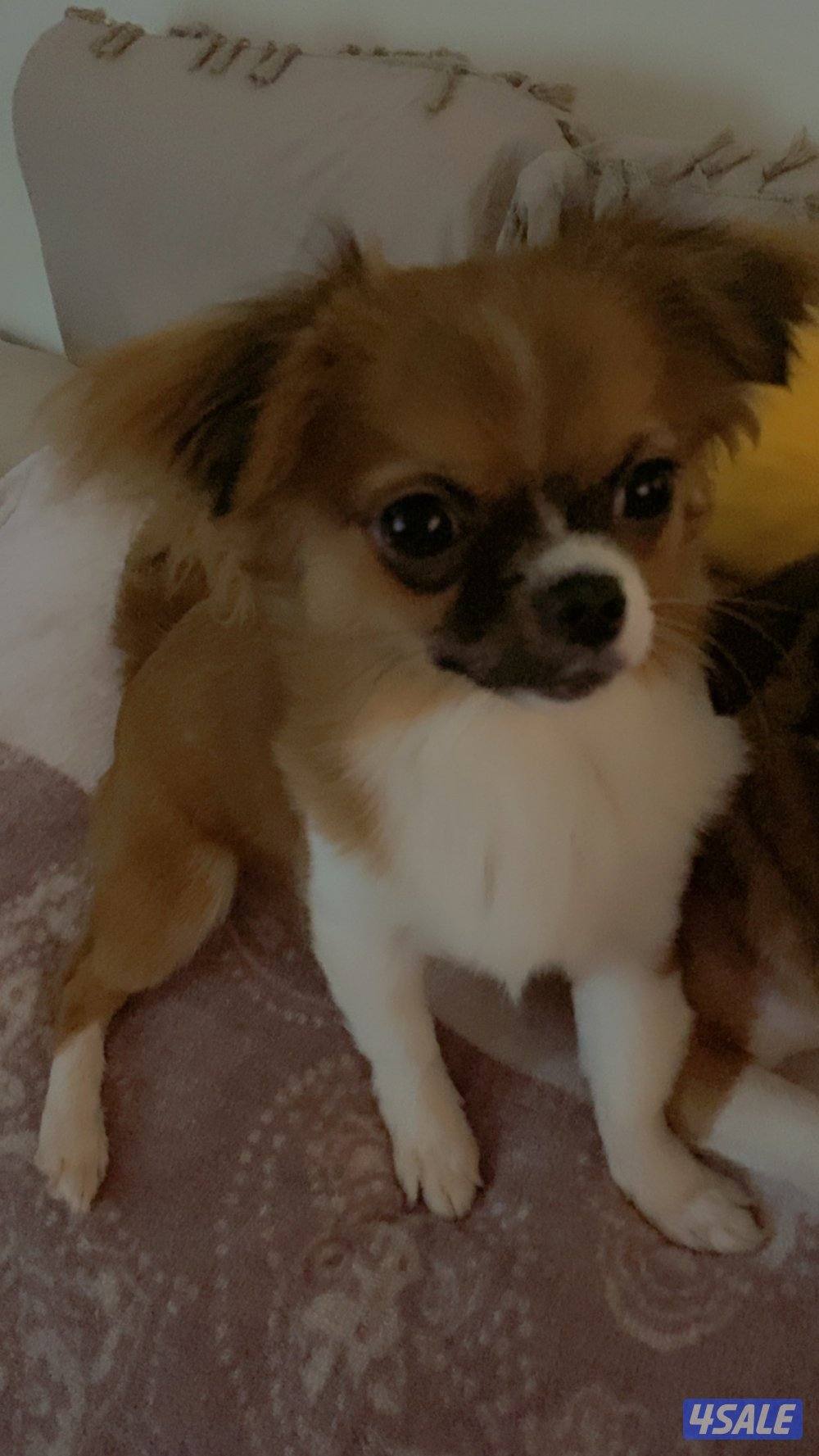 Chihuahua puppies for sale0