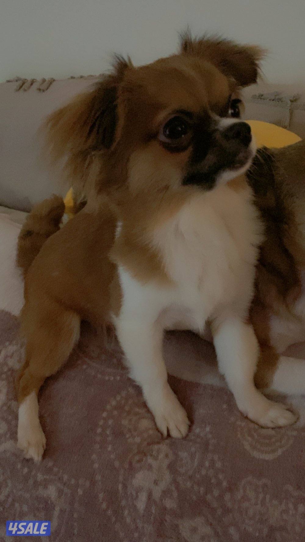 Chihuahua puppies for sale1