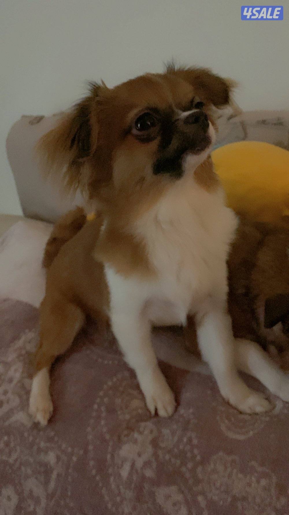 Chihuahua puppies for sale2