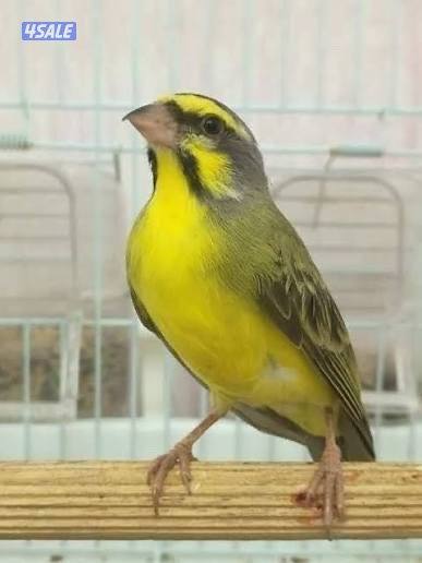 ياسمين اصفر شرط التغريد0