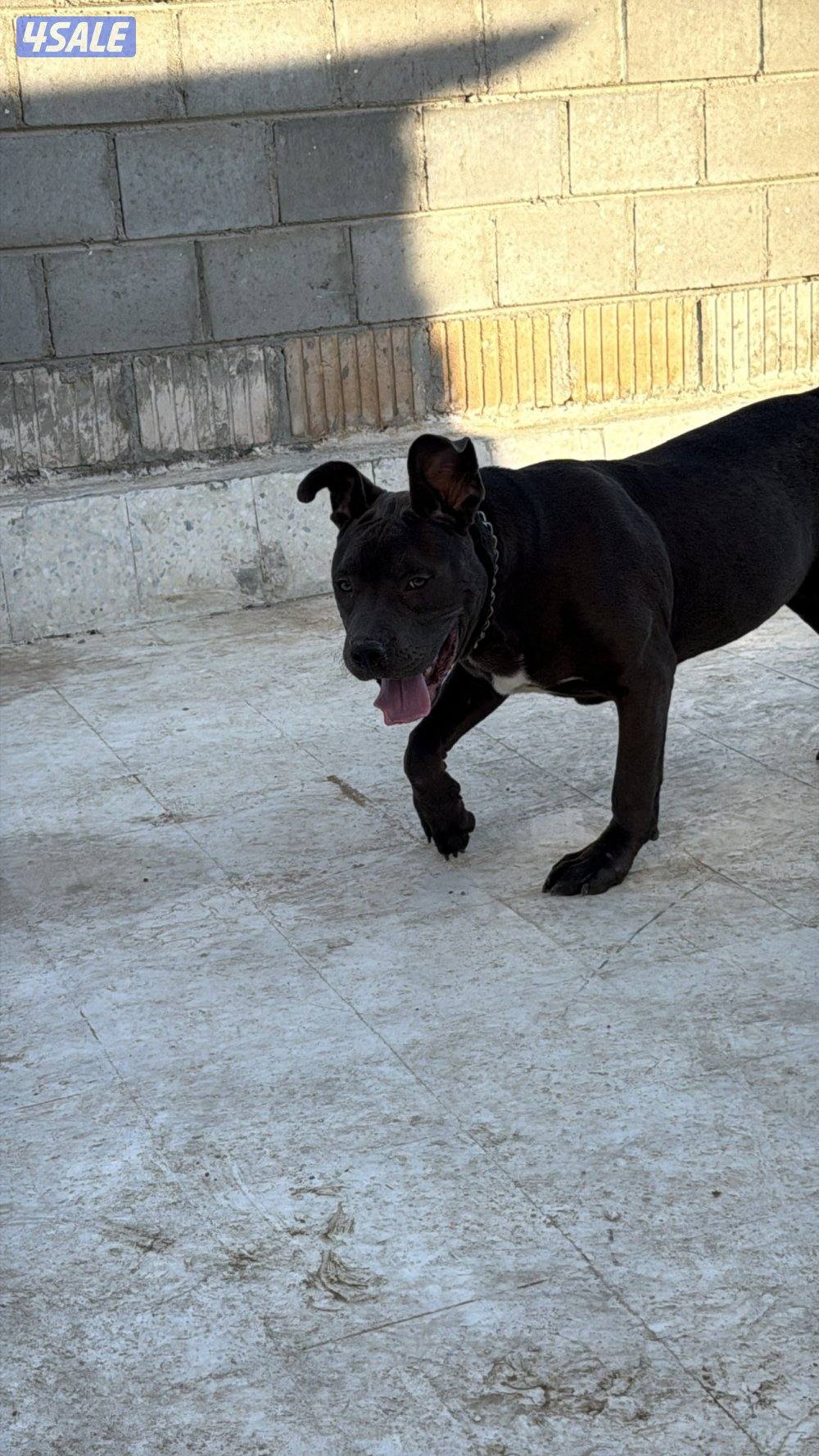 للبيع امريكن بولي xl1