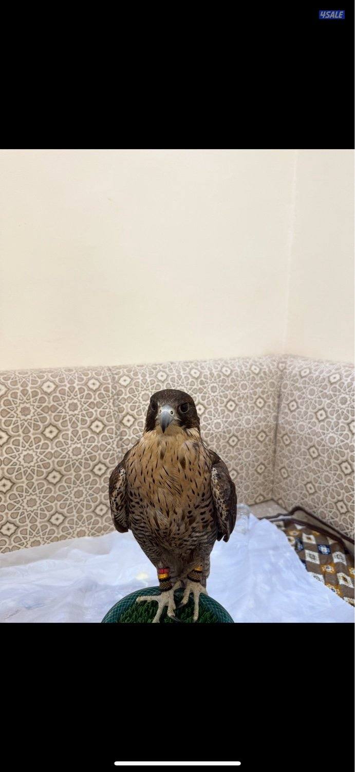 جير تبع بن قطوان0