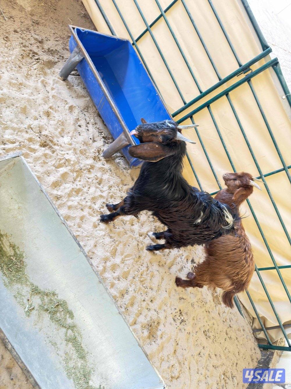 تيوس ثلاجة / مندي1