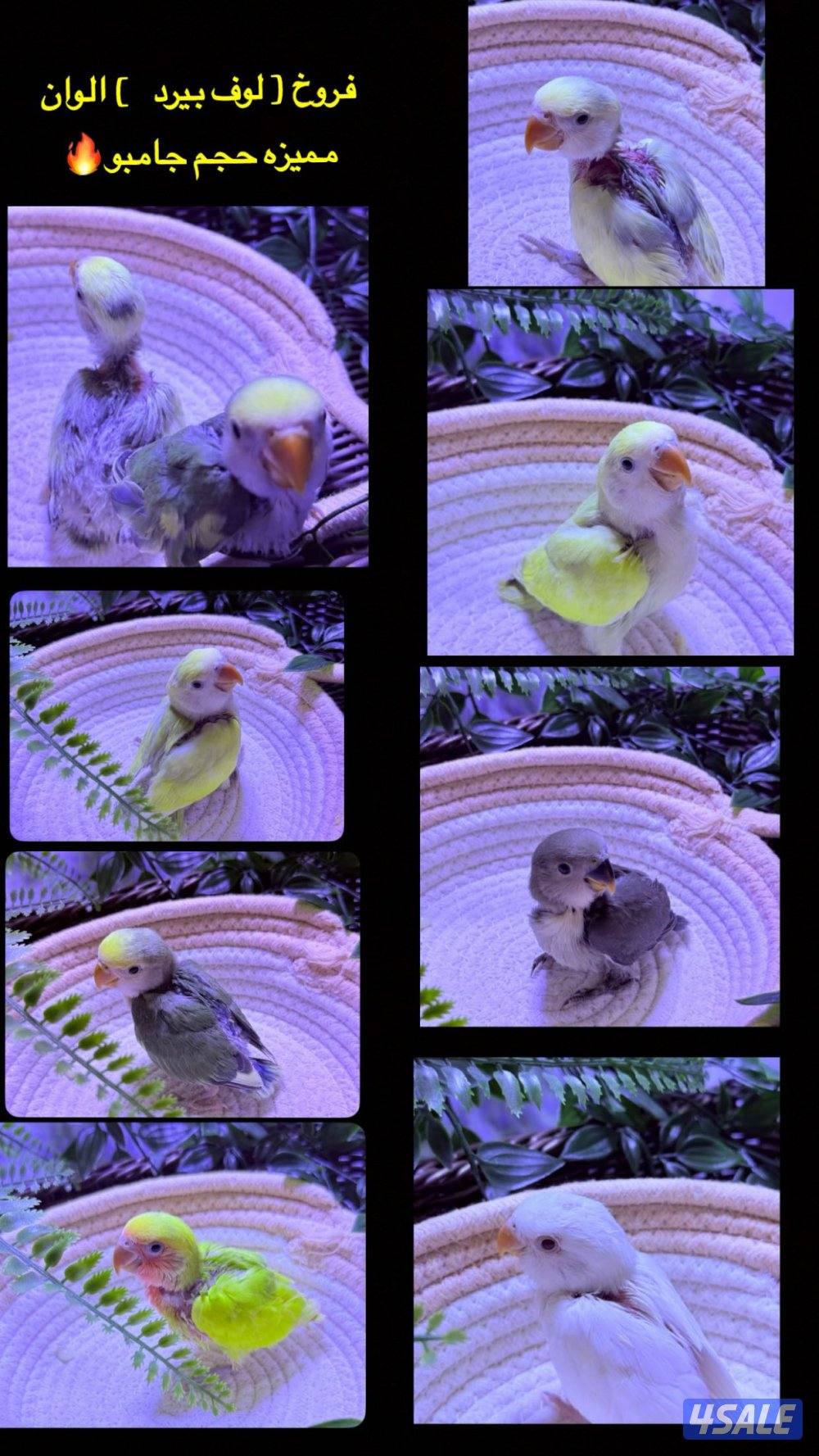 فروخ لوف بيرد0