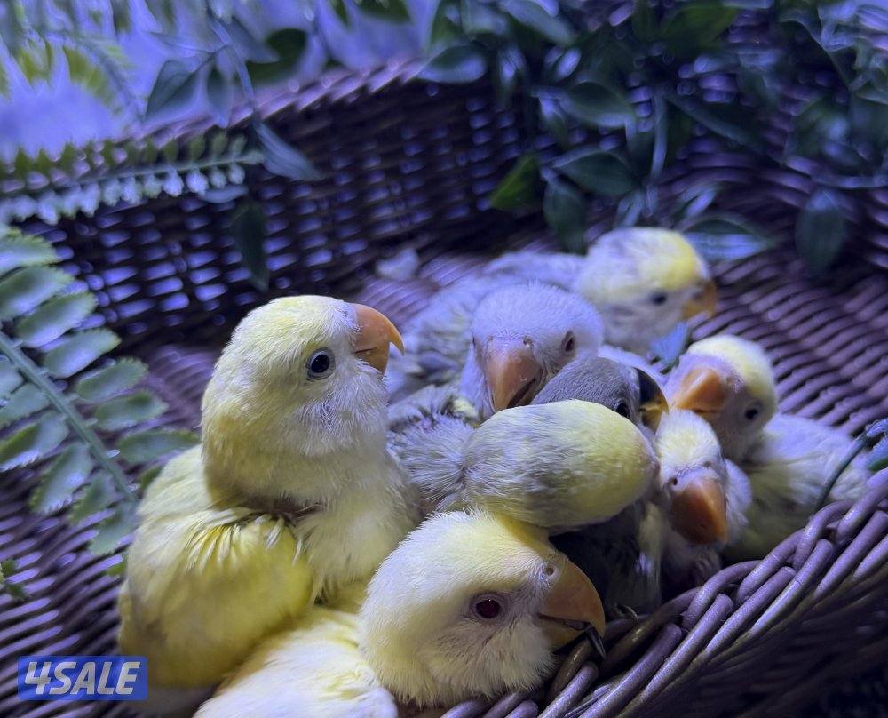 فروخ لوف بيرد1