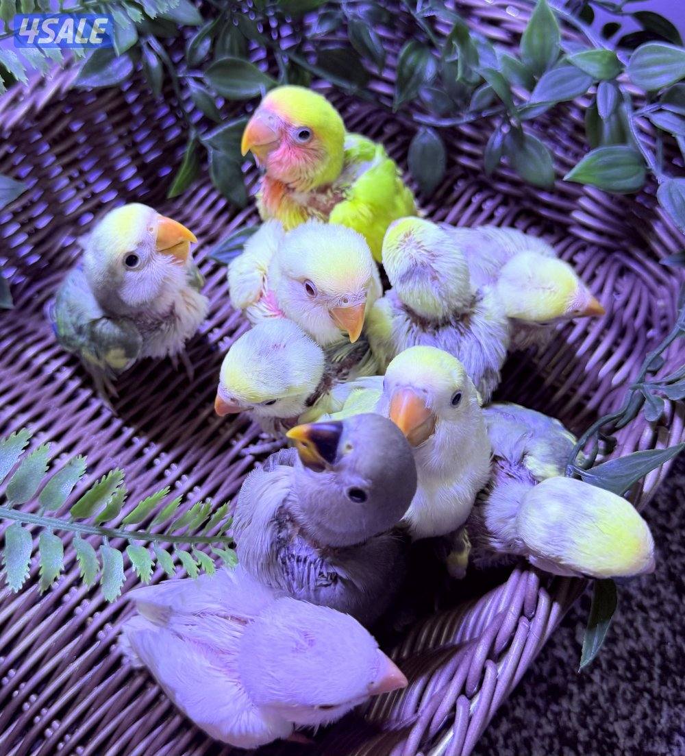 فروخ لوف بيرد2