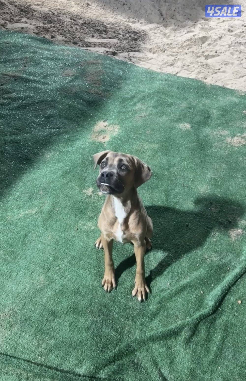 كيني كورسو0