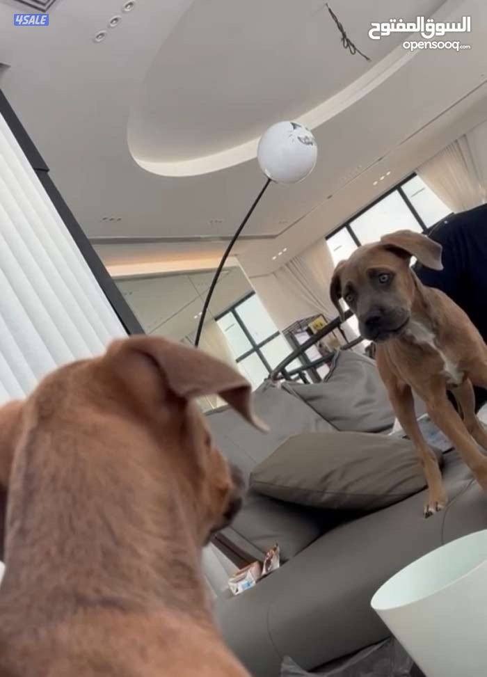 كيني كورسو1