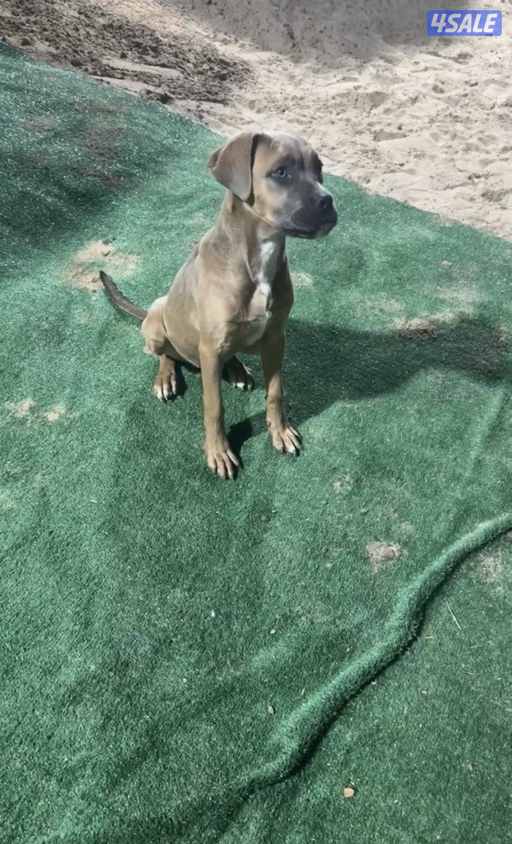 كيني كورسو2