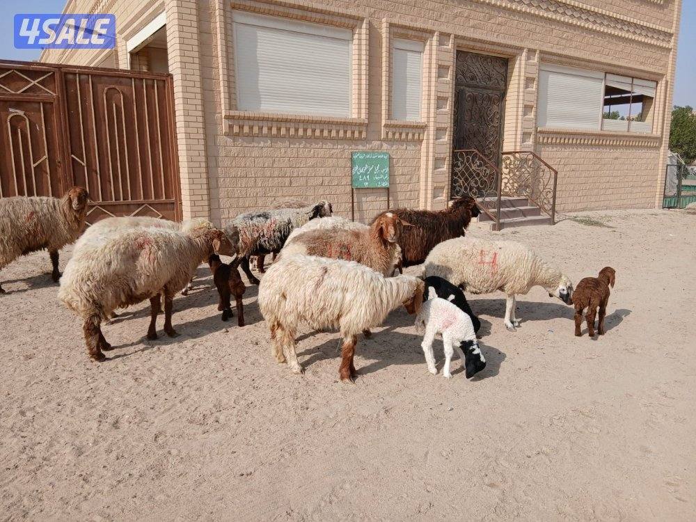 مطافيل للبيع0