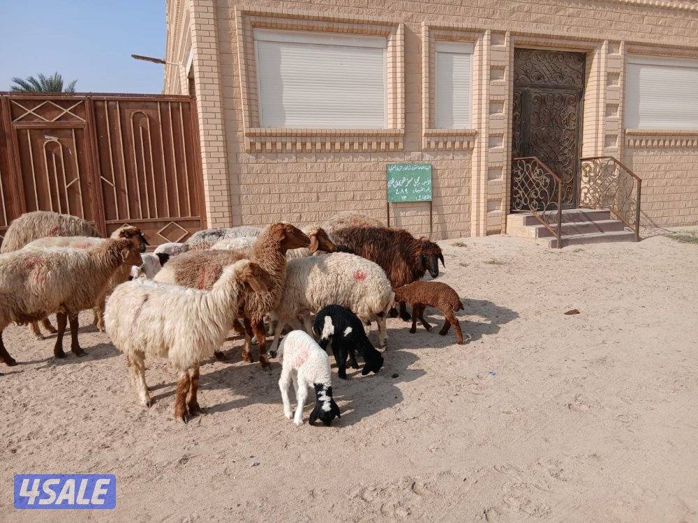 مطافيل للبيع2