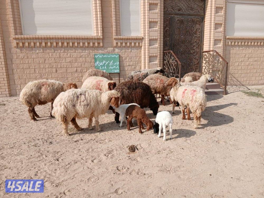 مطافيل للبيع1