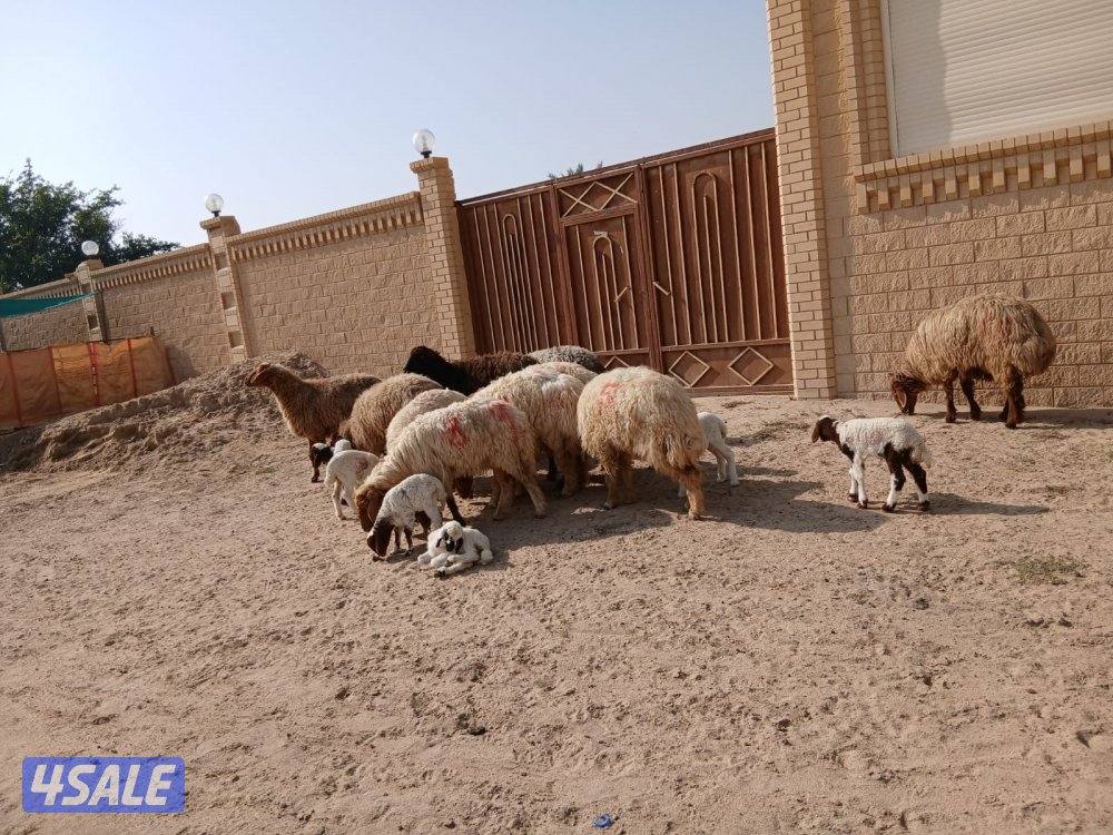 مطافيل للبيع3