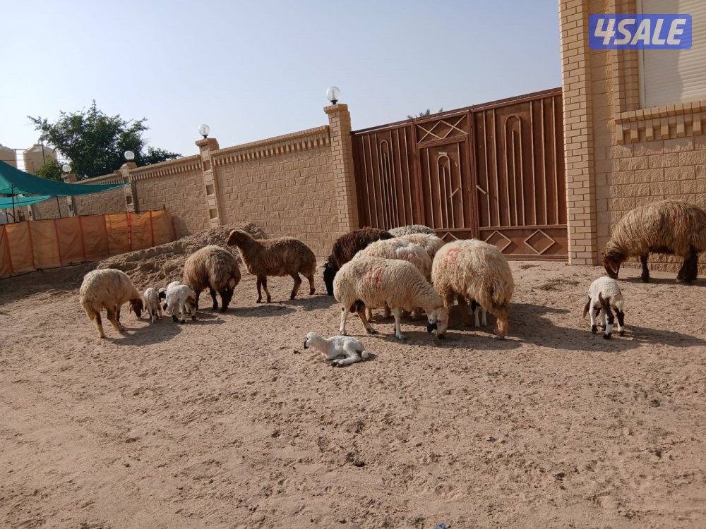 مطافيل للبيع4