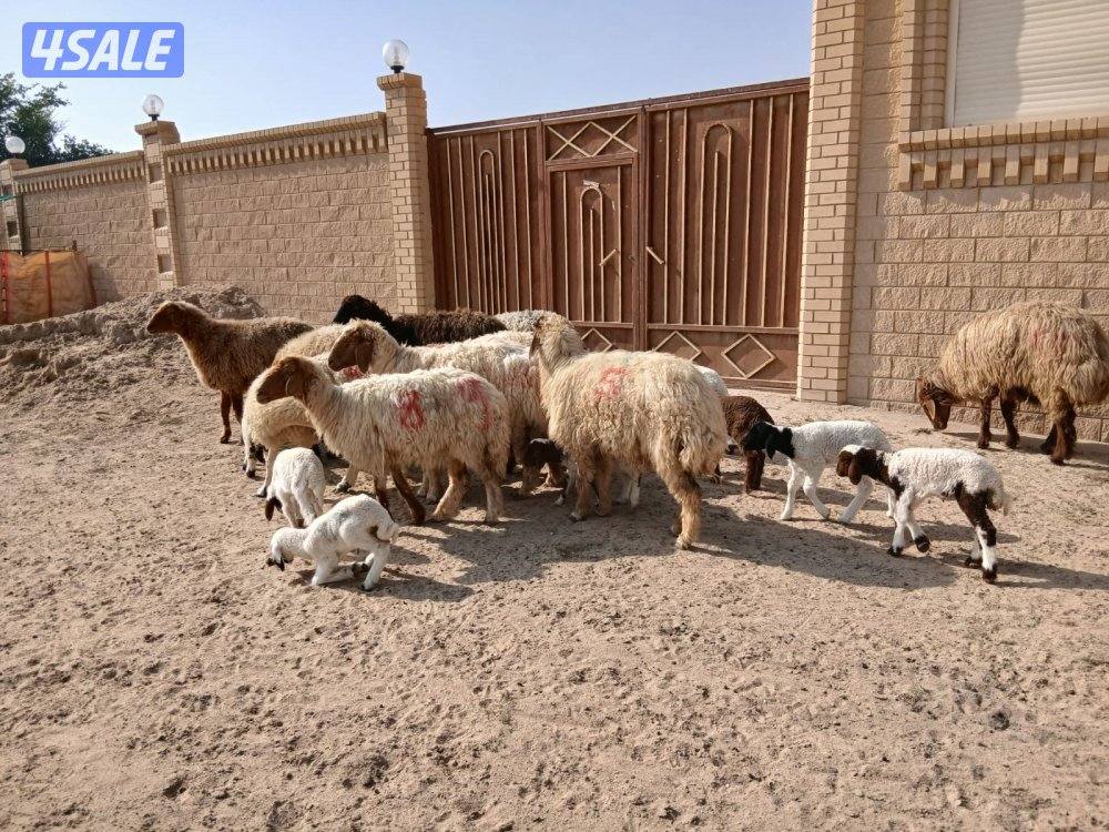 مطافيل للبيع8