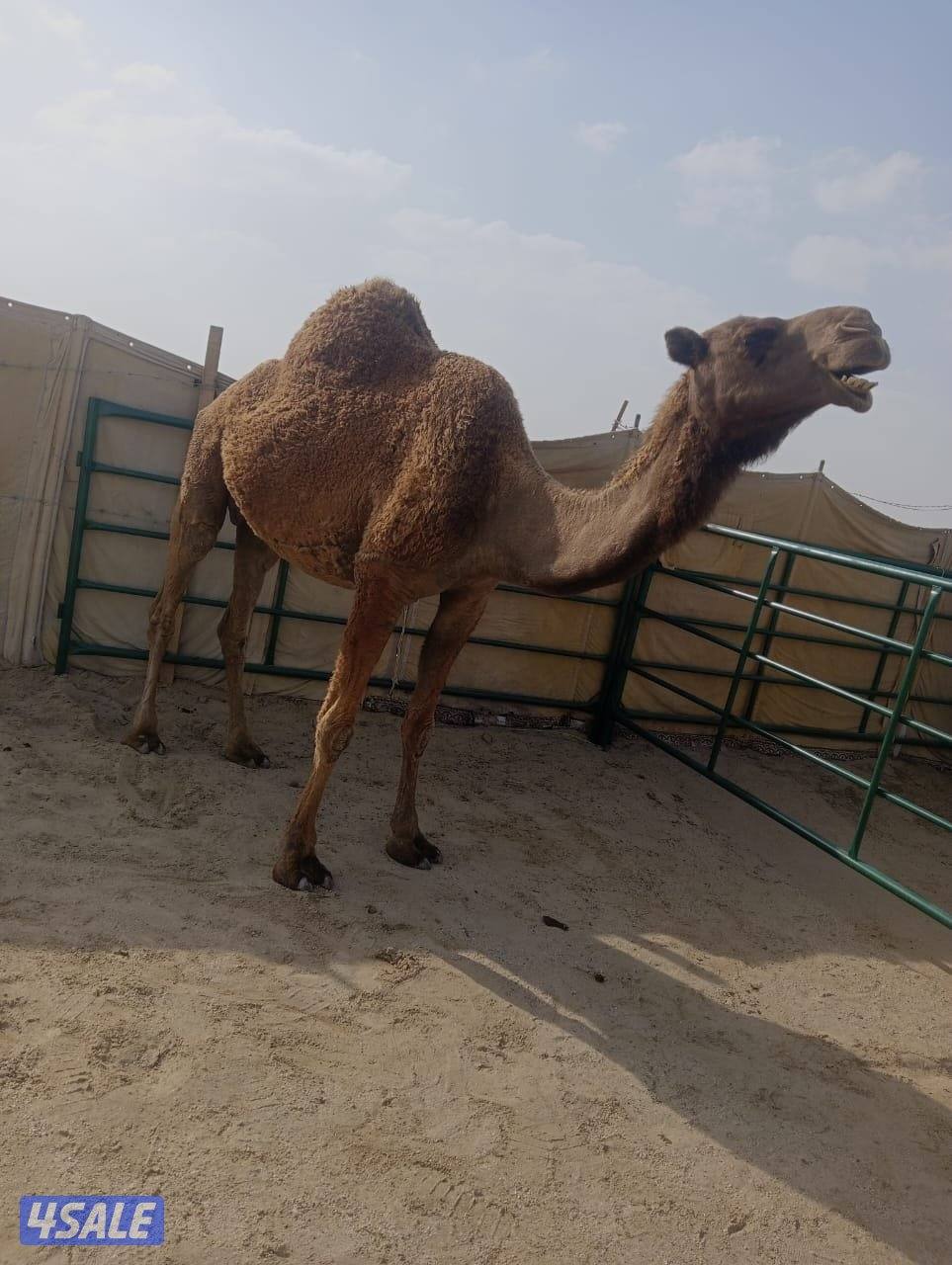 للبيع خلفه ام ثالث شرط سلم وصحاح1