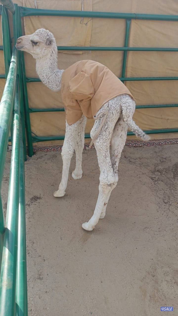 للبيع خلفه ام ثالث شرط سلم وصحاح0