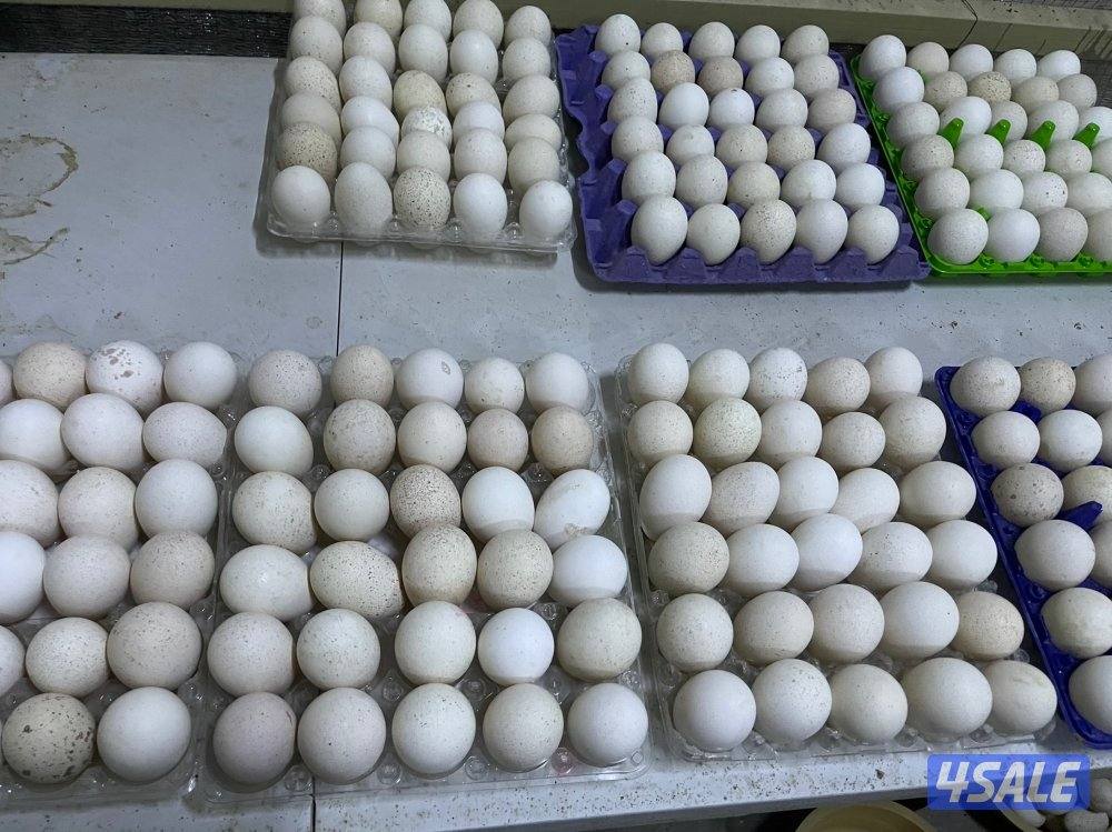 بيض رومي و فروخ رومي و مجاميع رومي3