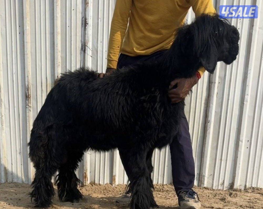 للبيع جذعه عمره10شهور طيبه  سلم  وتوه مقرعه من فحل طيب0