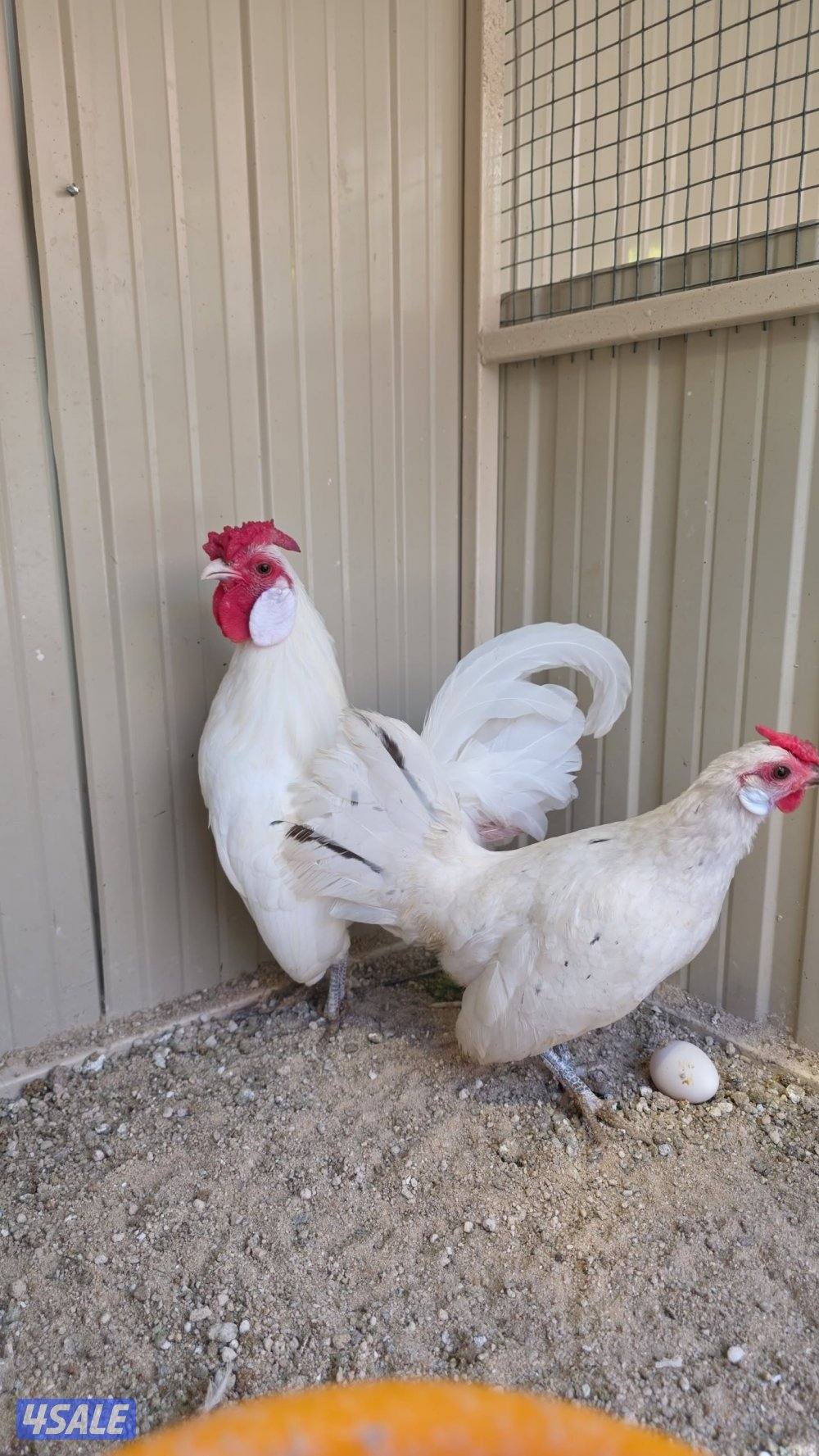 للبيع مجاميع دجاج فاخره ونادره0