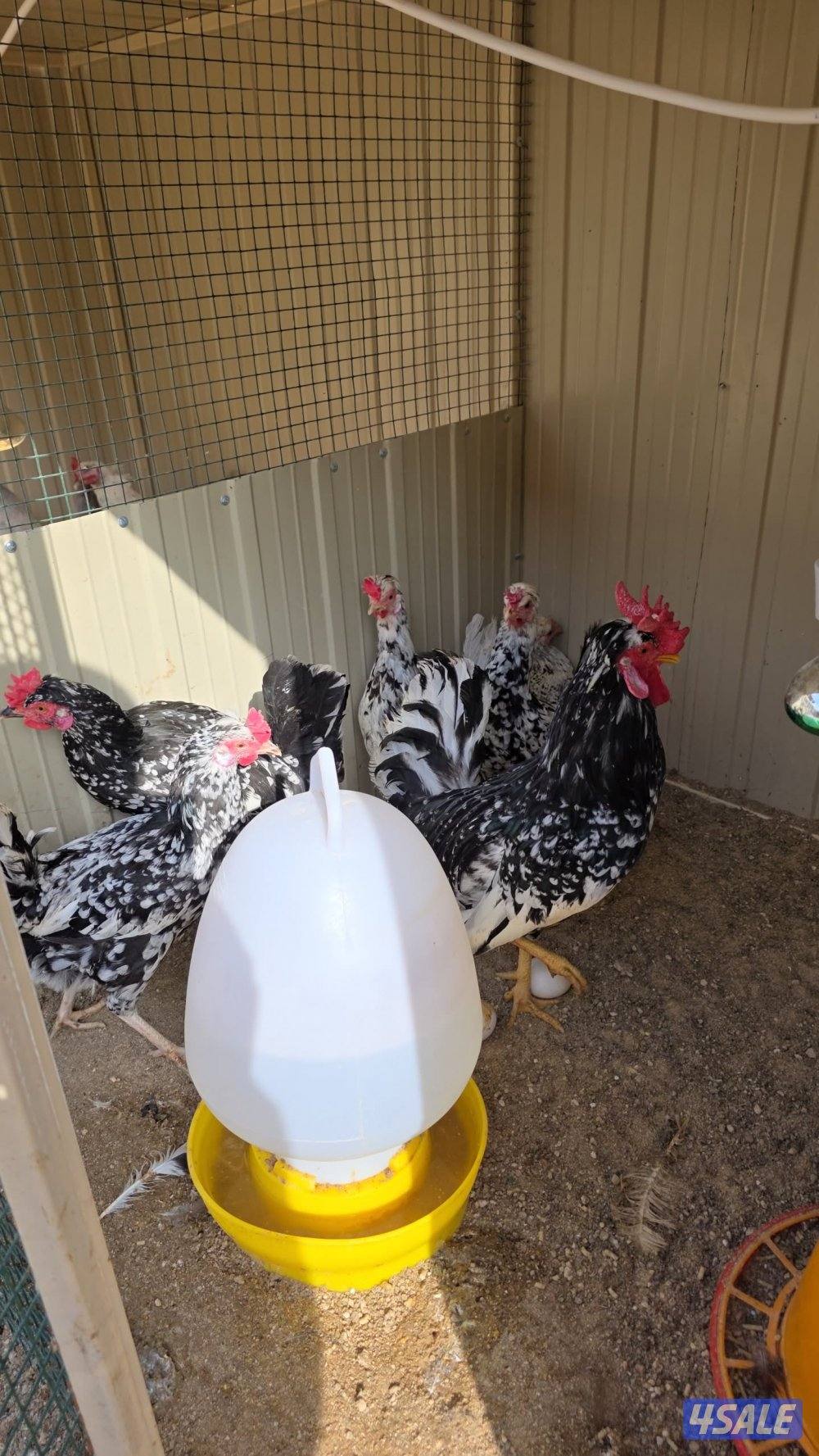 للبيع مجاميع دجاج فاخره ونادره1