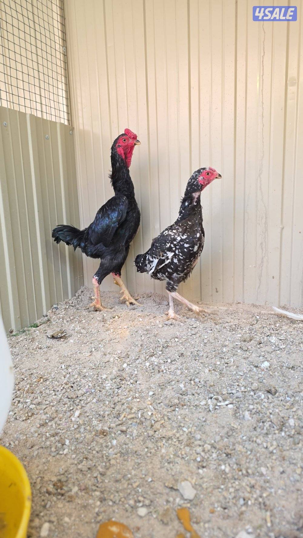 للبيع مجاميع دجاج فاخره ونادره2