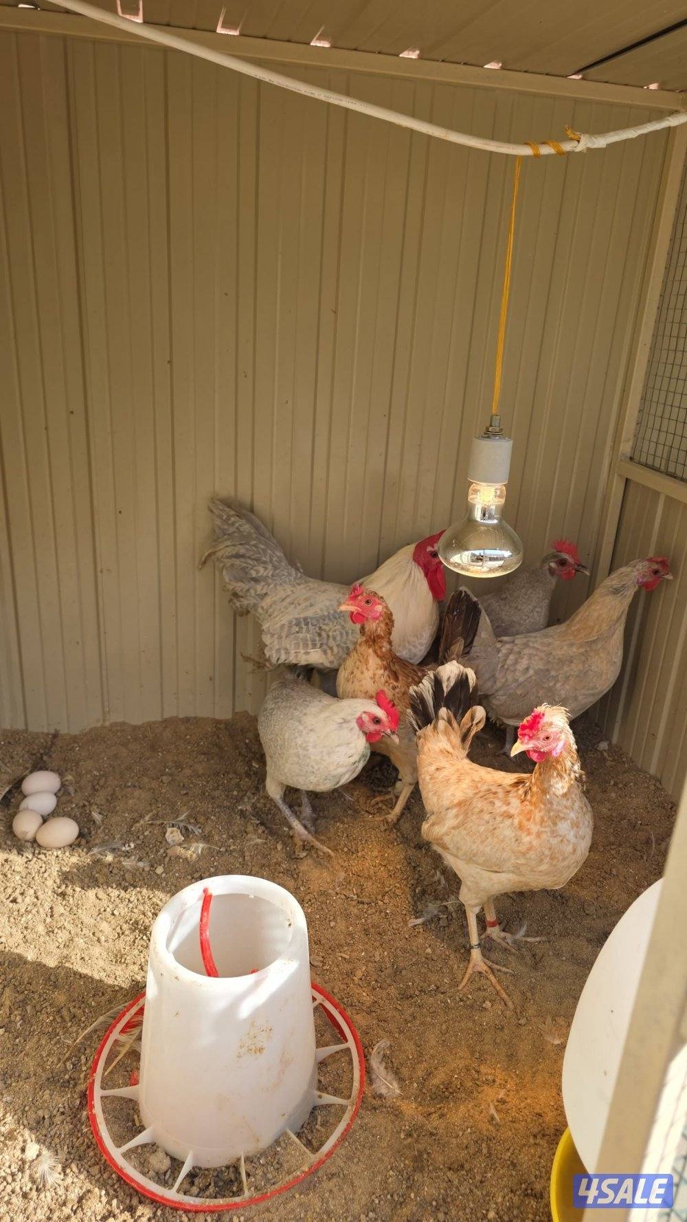 للبيع مجاميع دجاج فاخره ونادره3