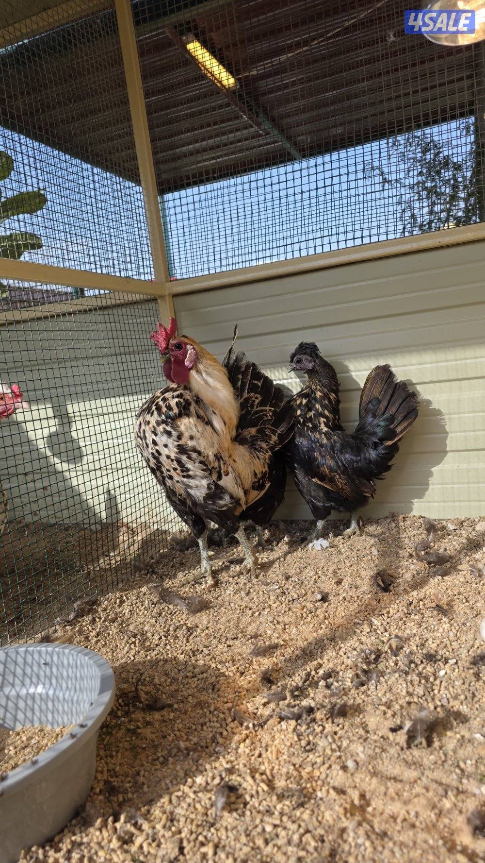 للبيع مجاميع دجاج فاخره ونادره4