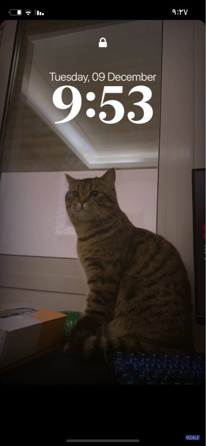 قطة للتبني0