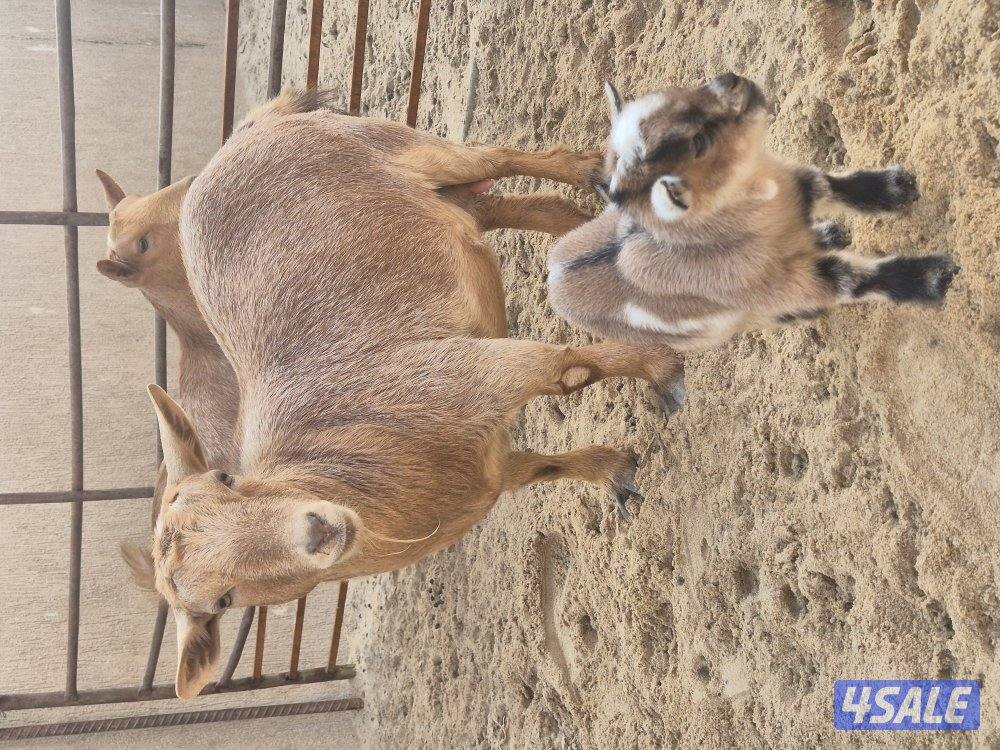 ماعز جيكي للبيع0