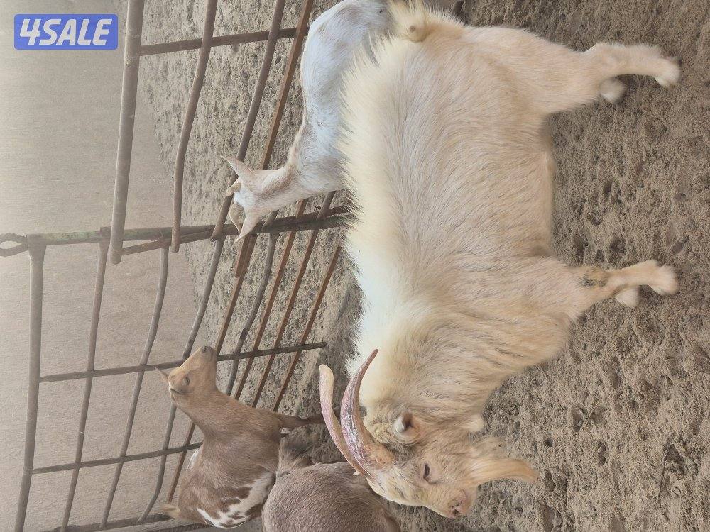 ماعز جيكي للبيع2