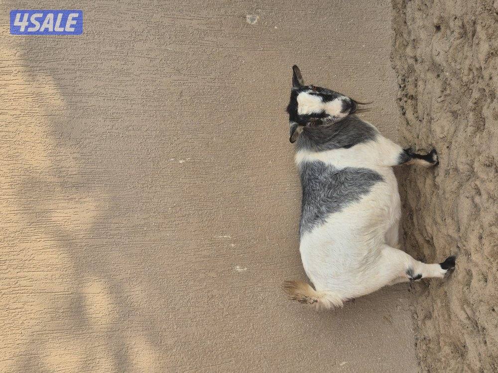 ماعز جيكي للبيع1