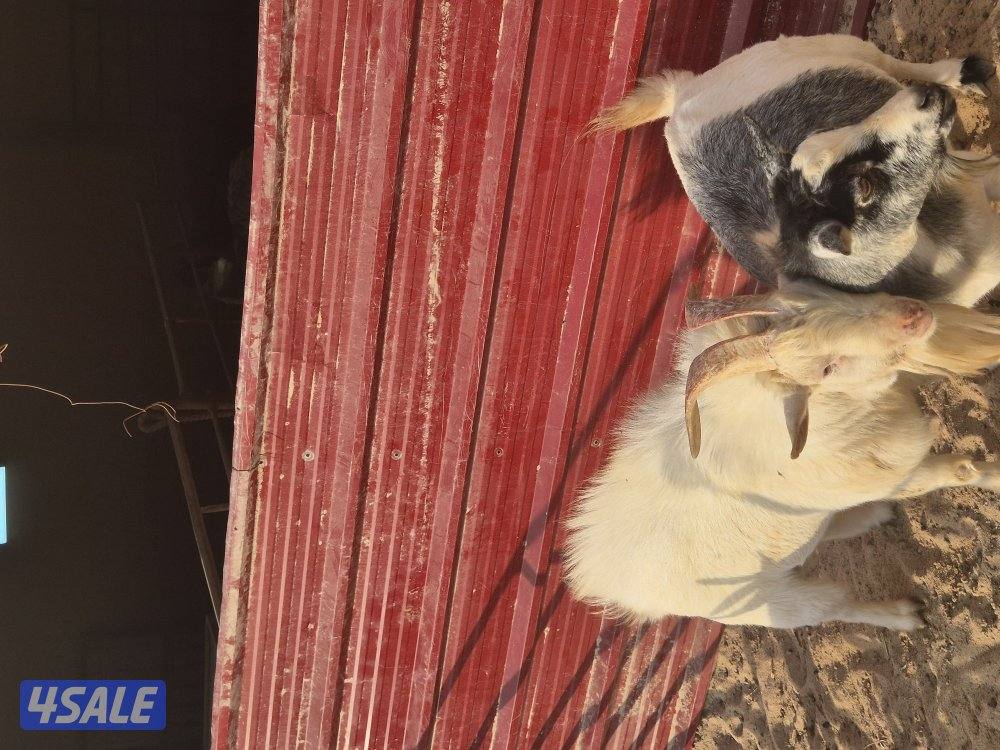 ماعز جيكي للبيع3