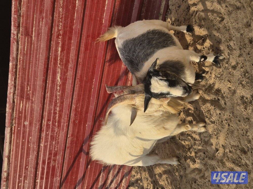 ماعز جيكي للبيع4