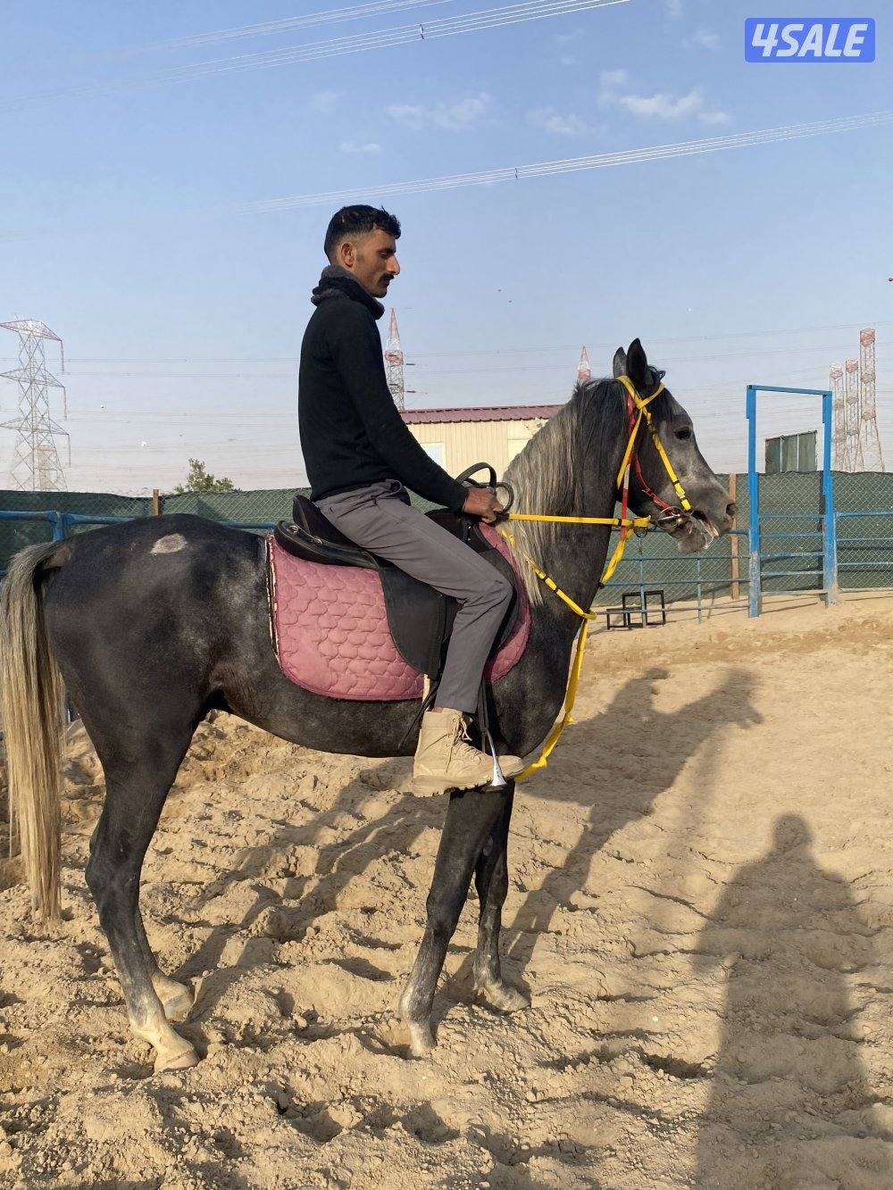 حصان واهو كميت0