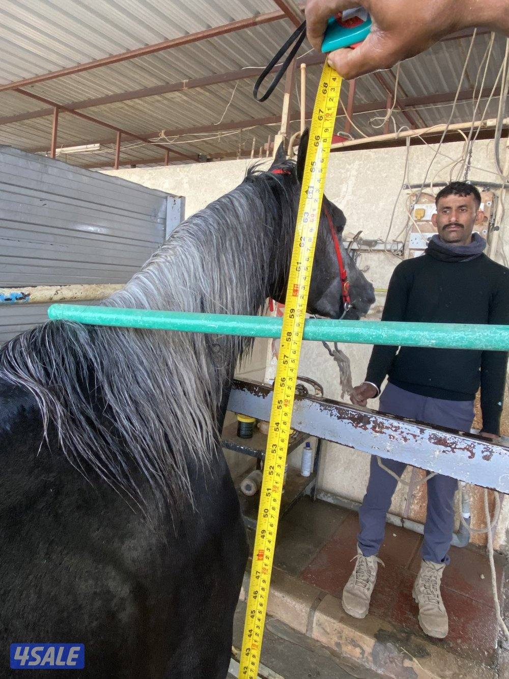 حصان واهو كميت1