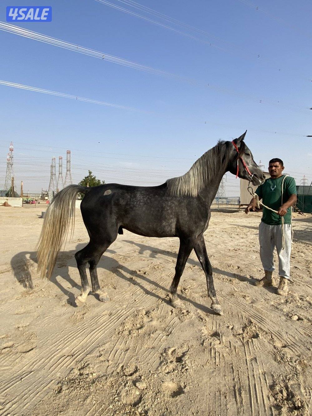 حصان واهو كميت2